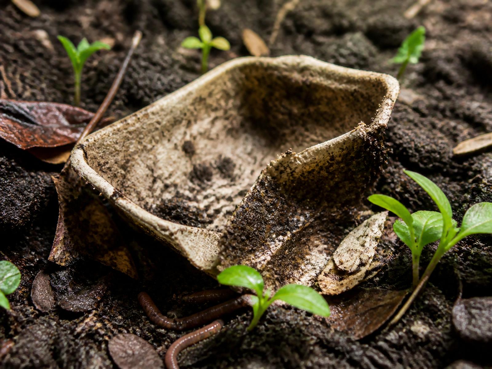 A young seedling growing from rich dark soil